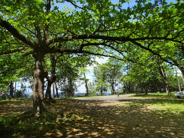 Les grands badamiers de l'aire de pique-nique de Bois Blanc
