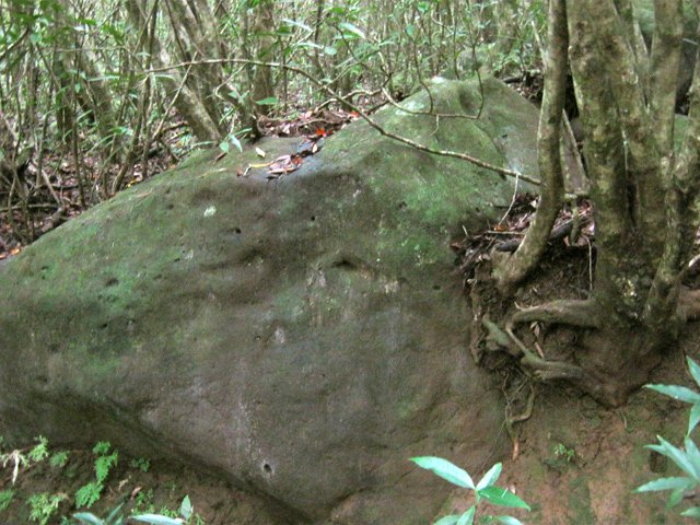 Les jamriosas colonisent même les rochers