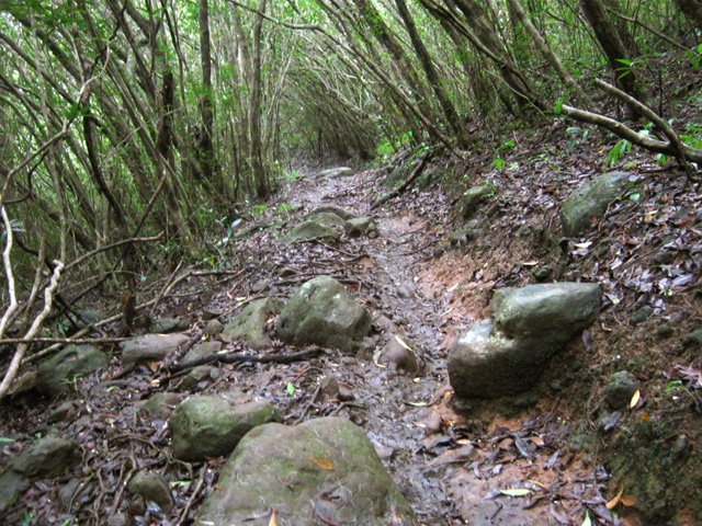 Même type de sentier sur quelques mètres avant de retrouver les fougères