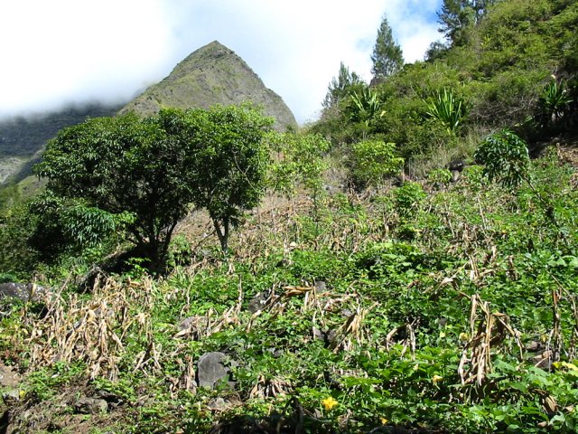De modestes cultures bordent le sentier dans la montée vers les Orangers
