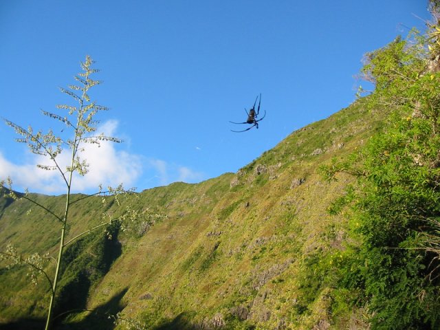 Le rempart après le Piton Fougères