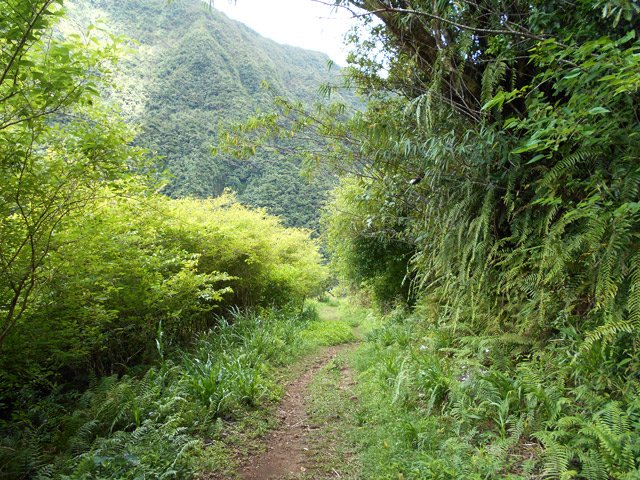 On longe la forêt de bois de couleurs très touffue