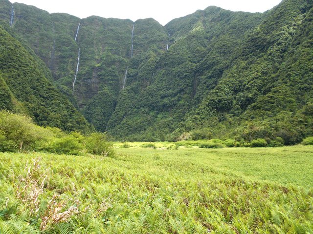 Des fougères à perte de vue