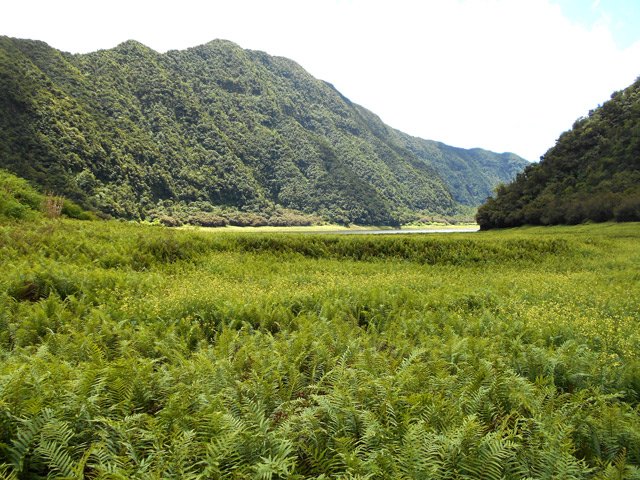 D'immenses zones marécageuses sont recouvertes de fougères