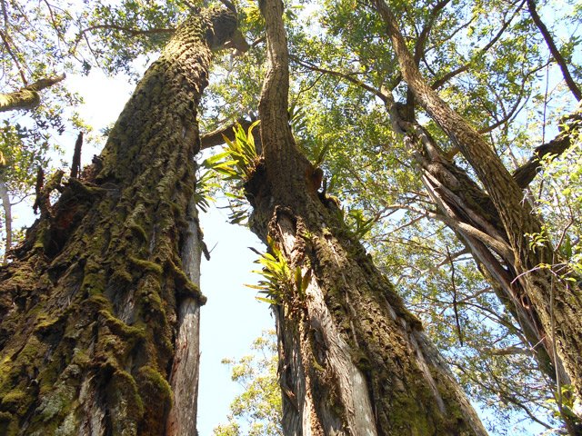 Les eucalyptus de l'aire de pique-nique