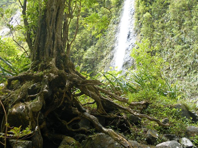 Les crues auront raison de ce bel arbre situé entre les deux chutes
