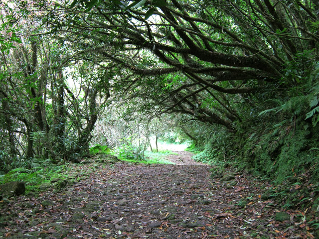 La piste d'accès sous les jamrosats