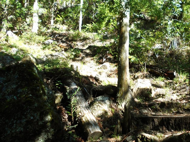 Fin proche de la boucle par la longue descente sous les cryptomerias