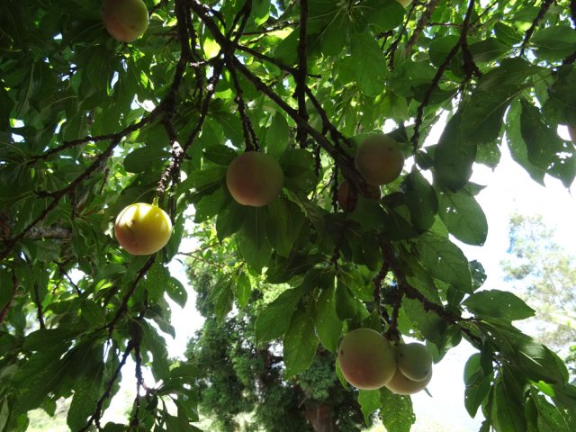 Une place de stationnement peut se trouver sous ce magnifique prunier