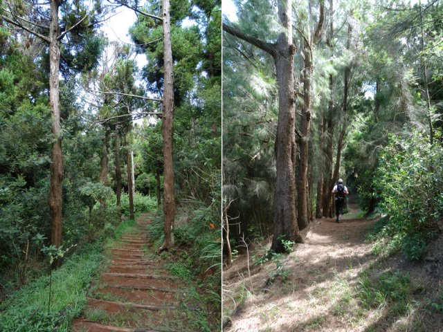 Exemple de sentier sous les grands arbres qui procurent une ombre agréable