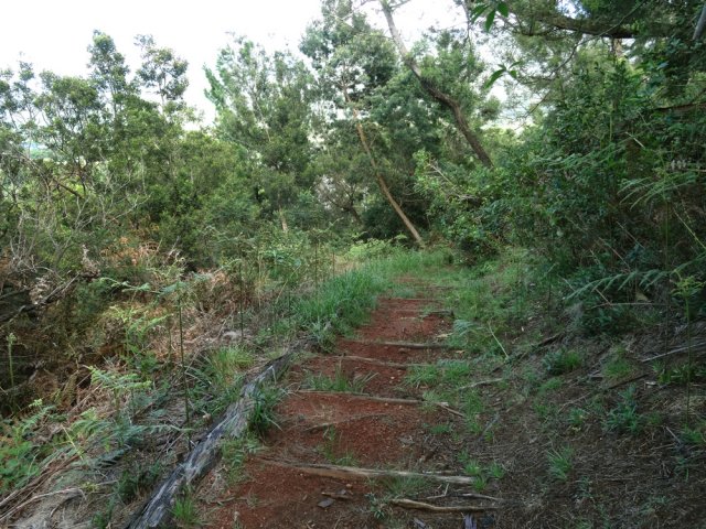 Certaines zones sont surtout recouvertes d'acacias noirs