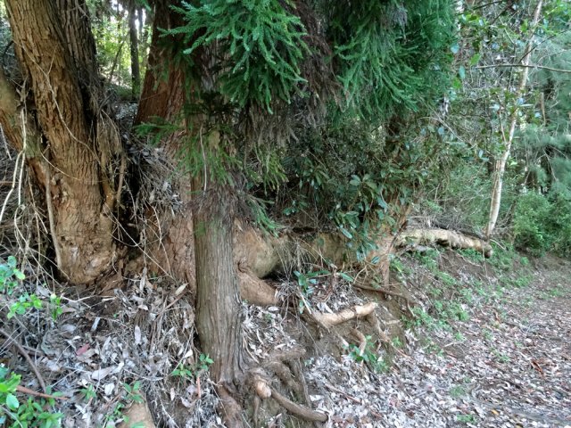 Cet eucalyptus couché par le vent a donné naissance à trois arbres