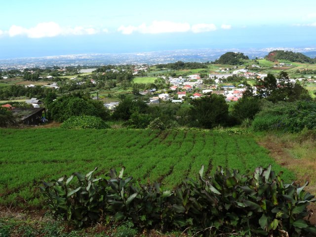 Un champ de carottes vu depuis la petite route