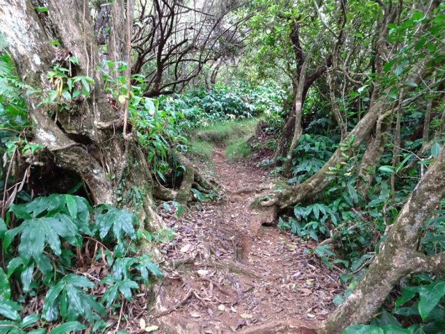 La pente est faible et la marche agréable entre les beaux arbres