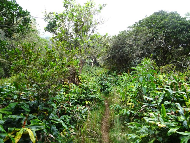 Certaines parties sont totalement recouvertes de longoses