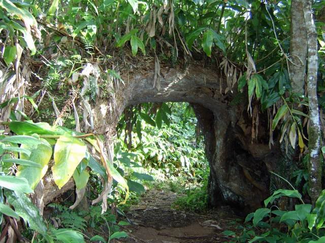 Agréable pont végétal d'un tamarin habité de longoses