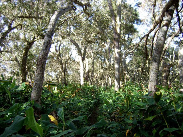 Plus on monte et plus il y a de tamarins des hauts