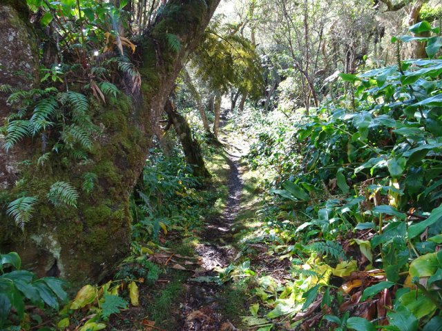 Le sentier à l'approche de la RF des Tamarins