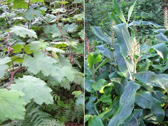Un dernier regard aux longoses et vigne marronne