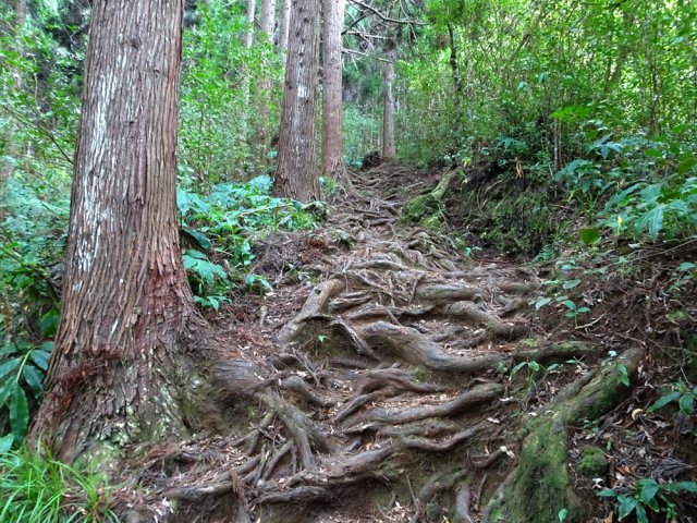 Longues portions de sentier sur les racines de cryptomerias