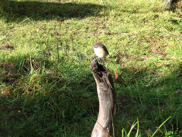 Les tec tec adorent le lac où ils trouvent les insectes nécessaires à leur subsistance