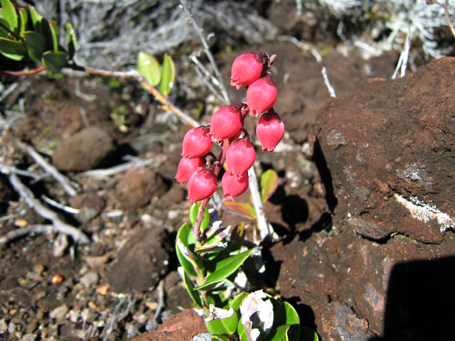 Jeune bois de rempart qui mettra bien des années pour atteindre un mètre de hauteur
