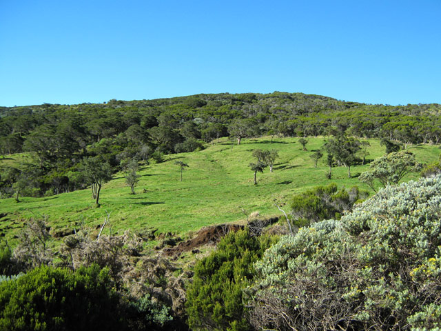 Les prairies à l'approche du Piton de l'Eau