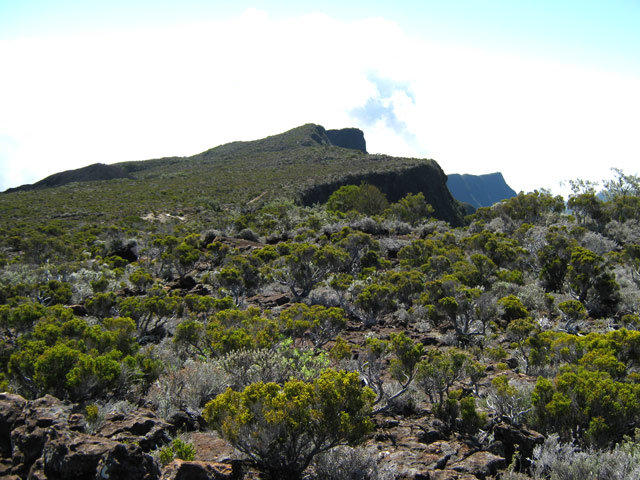 Une idée de la végétation traversée par le sentier