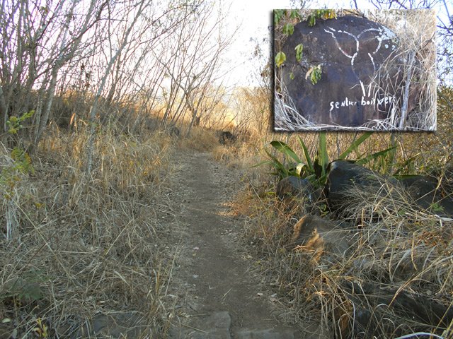 Début du sentier de Bord ou de Bois Vert dans les épineux