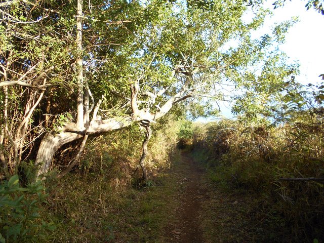 Poivriers et fougères quand il n'y a pas de canne à sucre