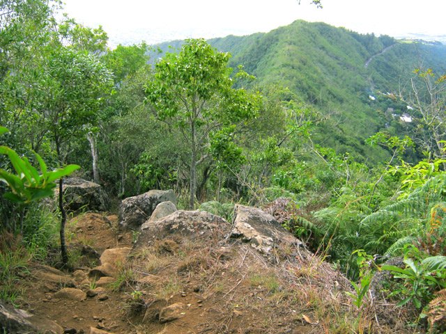 L'Îlet Rosier Blanc en bordure de route
