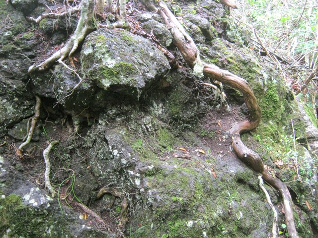 Sculptures de racines tentant de s'incruster