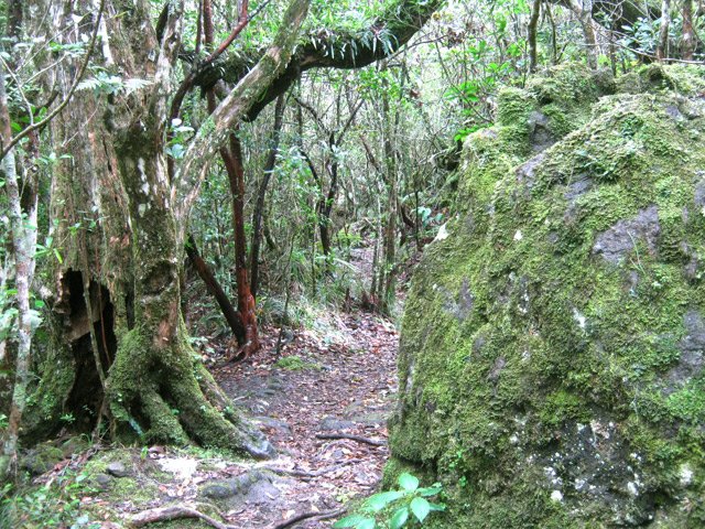 On circule entre gros arbres et rochers
