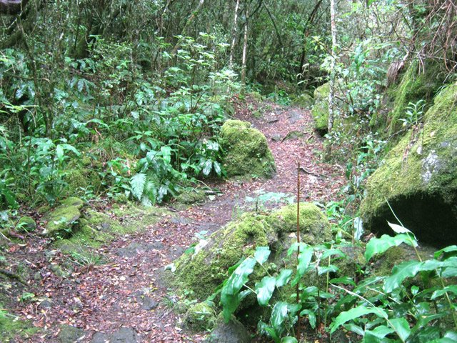 Le sentier est facile à l'approche de celui du Piton des Neiges