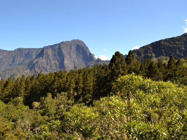 Le Grand Bénare au-dessus de la forêt de cryptomerias