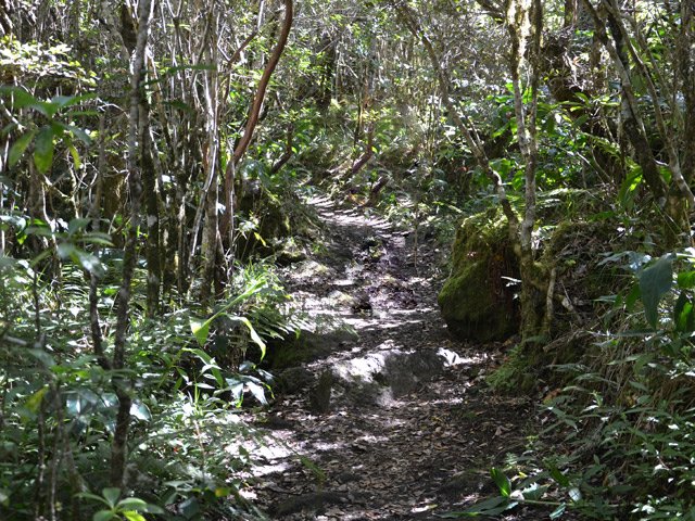 Le sentier est toujours ombragé
