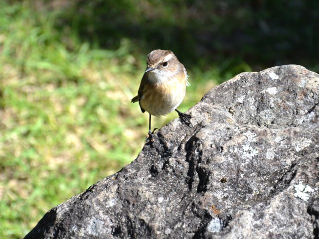 Le tec tec est partout et n'a pas peur des randonneurs