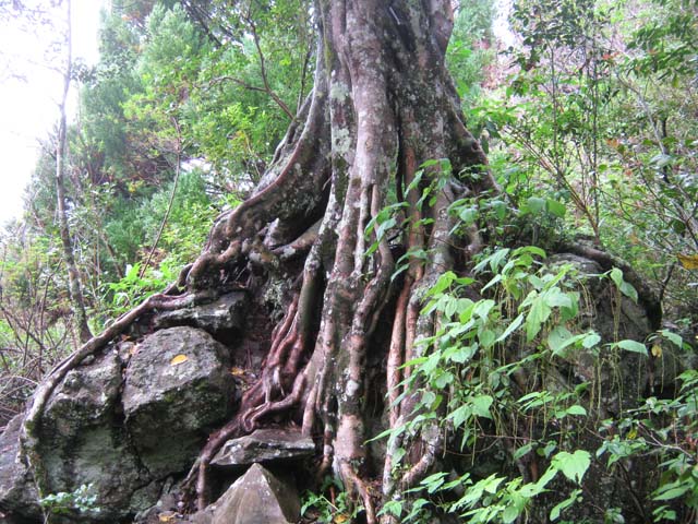 Le magnifique gros affouche qui pousse sur son rocher