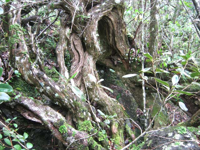 Autre racine tortueuse de bois maigre