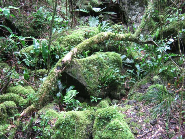 On traverse une minuscule ravine très moussue