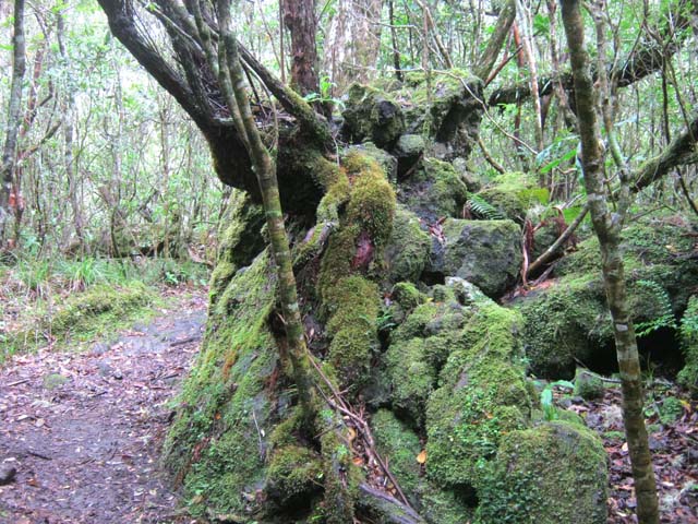 Autre belle racine incrustée dans son rocher