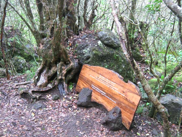 Déjà de magnifiques racines depuis le début du sentier