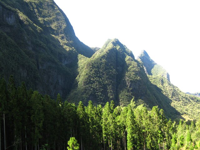 Les cryptomerias au-dessus de Bras Sec