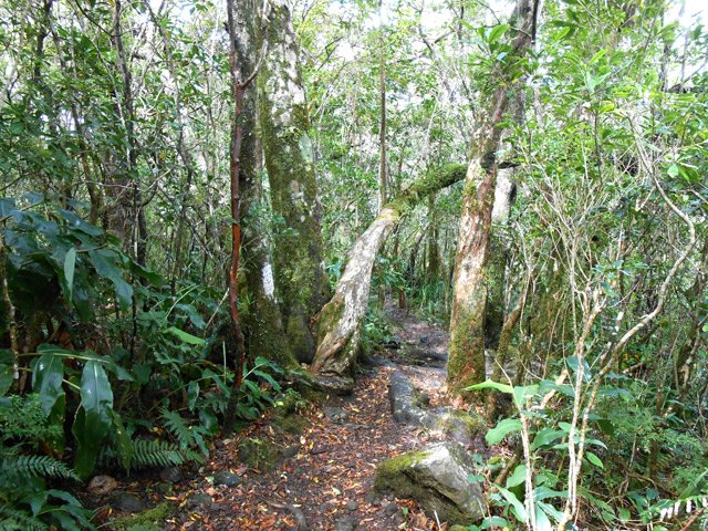 Belle forêt de bois de couleurs avant la descente vers la route