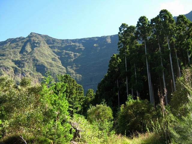 Toute cette sortie s'effectue à l'ombre des cryptomérias