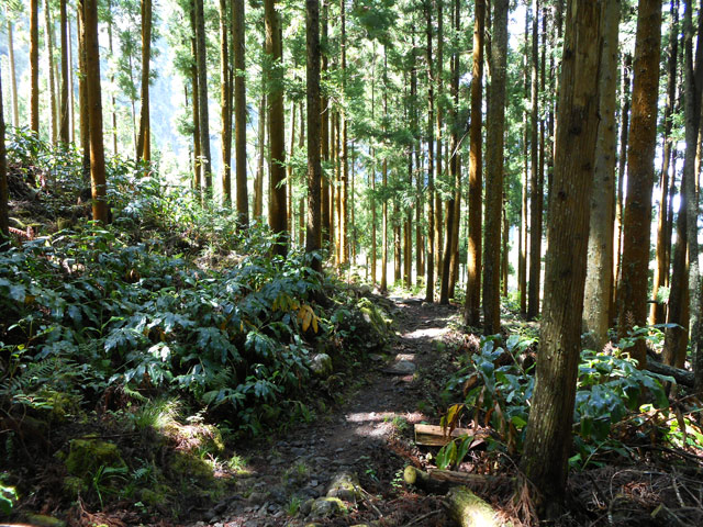 Un passage agréable sous les cryptomerias