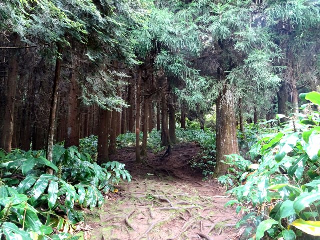 Début de la montée sous les milliers de cryptomerias