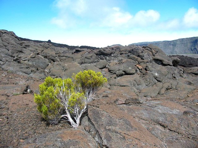 Un branle vert à réussi son implantation mais ne deviendra pas plus grand