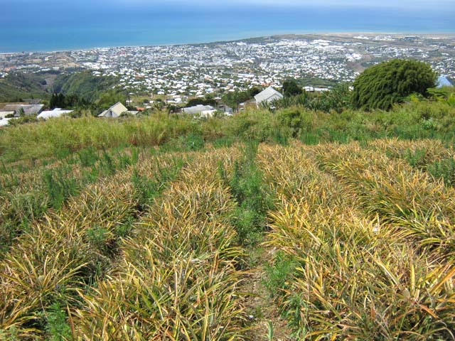 Vue sur Saint-Denis depuis la route bétonnée dans les champs d'ananas