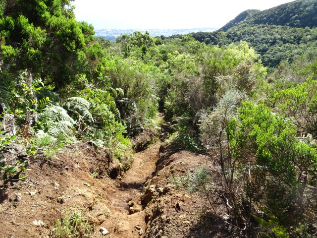 Sentier creusé par les multiples passages de marcheurs et joggeurs